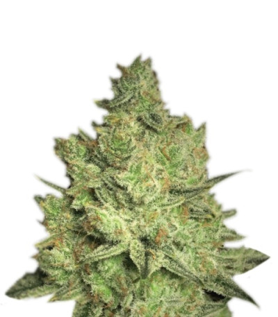 Jacky White fem (Paradise Seeds) семена конопли