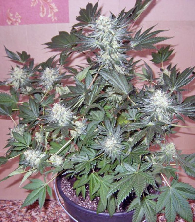 Jacky White fem (Paradise Seeds) семена конопли