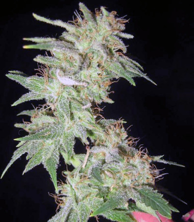 Magic Bud fem (Paradise Seeds) семена конопли