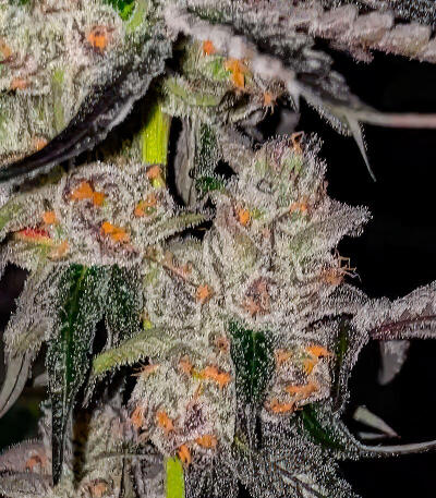 Mellowz fem (Compound Genetics) семена конопли