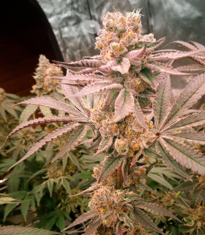 Mimosa Shot fem (Herbies Seeds) семена конопли