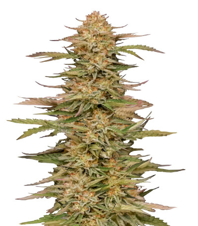 Orange Creampop fem (Humboldt Seed Company) семена конопли