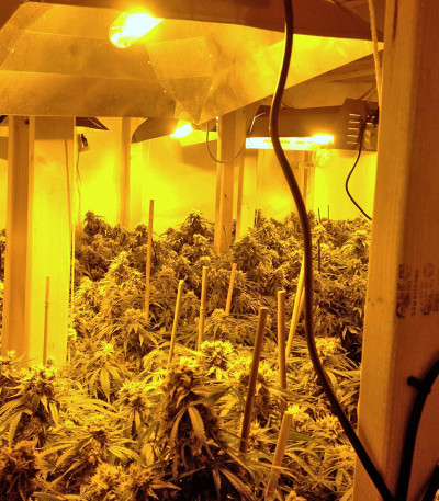 Raspberry Diesel fem семена конопли