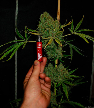 Sweet Black Angel fem (Samsara Seeds) семена конопли