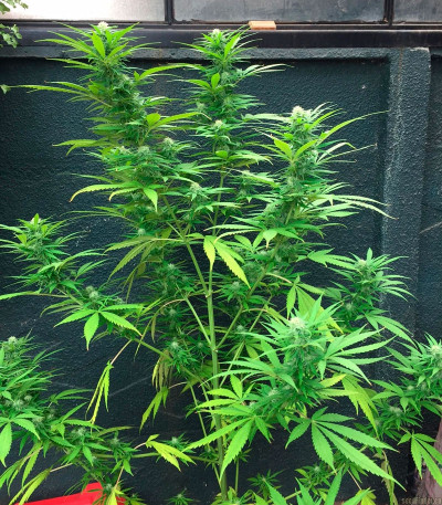 Sweet Black Angel fem (Samsara Seeds) семена конопли