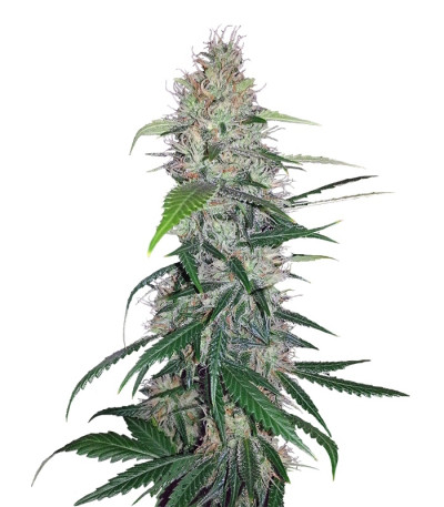 Shiva Skunk fem (Sensi Seeds) семена конопли