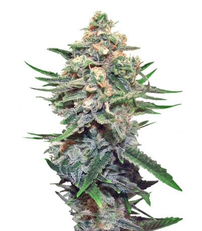 Купить семена марихуаны Snegurochka шишки