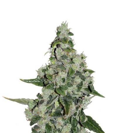 Ultra Sour Kush fem семена конопли