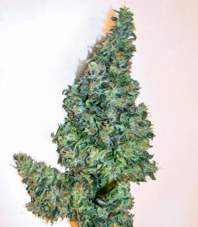 Blackberry Moonrocks fem (AlphaFem Seeds) семена конопли