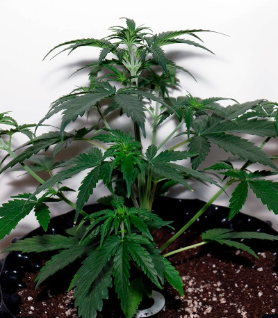 Auto Night Queen fem (Dutch Passion) семена конопли