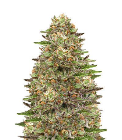 Green Gelato fem (Royal Queen Seeds) семена конопли