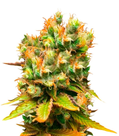 Honeybells CBD fem (Delicious Seeds) семена конопли