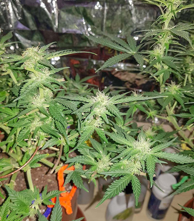 Monster Gelato (Monster Genetics) семена конопли