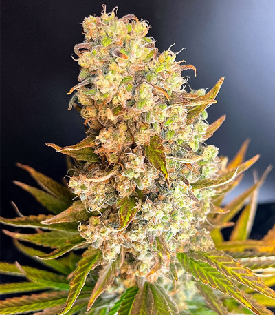 Runtz fem (Barney's Farm) семена конопли