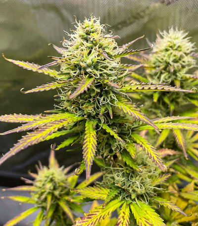 Wedding Cake Autoflower fem (Easy Grow Seeds) семена конопли