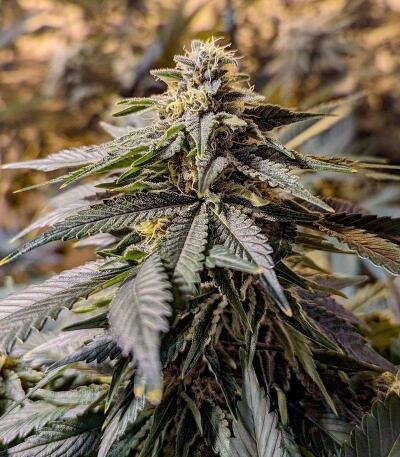 10TH Planet R1 fem (Ethos Genetics) семена конопли