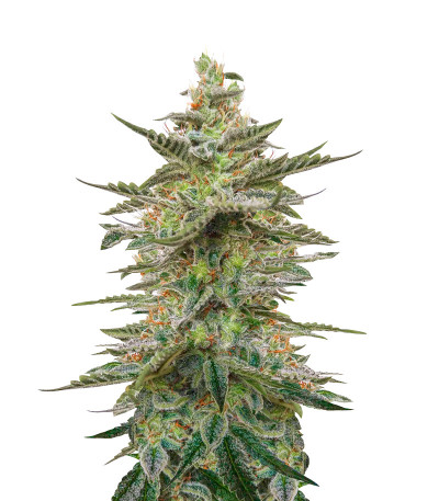 Auto Brooklyn Sunrise fem (Dutch Passion) семена конопли