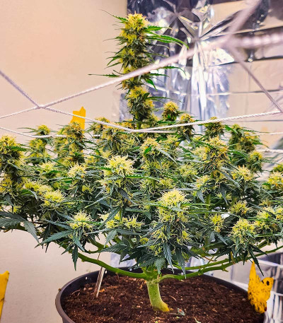 Auto Fire DOG fem (Advanced Seeds) семена конопли