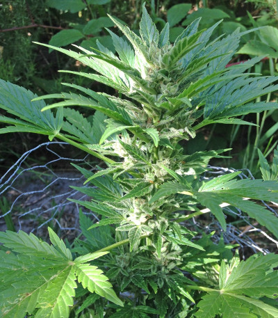 Auto Haze fem (Female Seeds) семена конопли