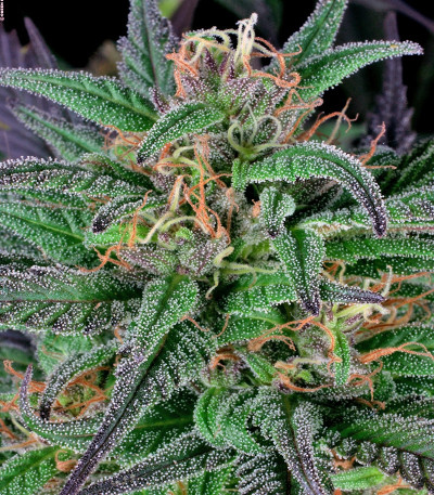 Biddy Early fem (Serious Seeds) семена конопли