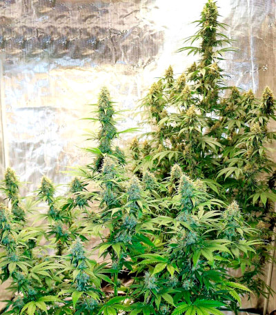 Bruce Banner Auto fem (Cali Buds Seeds) семена конопли