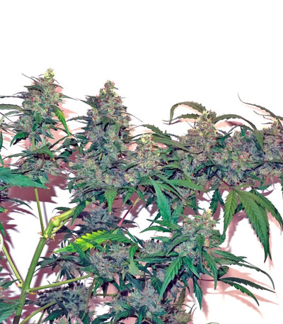 CBD Auto Compassion Lime fem (Dutch Passion) семена конопли