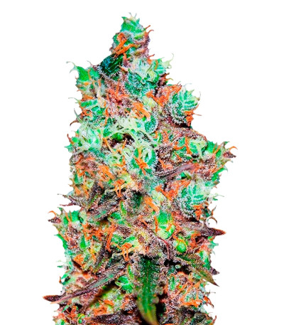 Cotton Candy Kush fem (Delicious Seeds) семена конопли