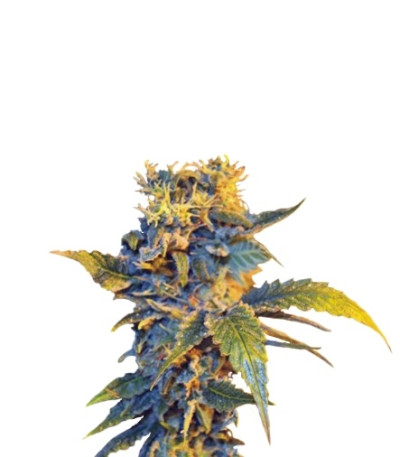 Colombian Sweet fem (VIP seeds) семена конопли