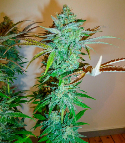 Critical XXL fem (Herbies Seeds) семена конопли