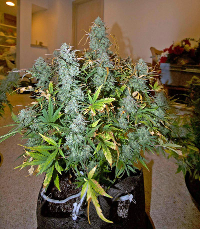 Critical Jack Autoflowering fem (Dinafem Seeds) семена конопли
