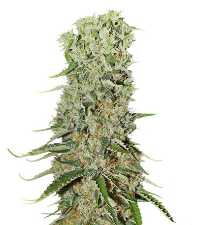 Damnesia fem (Strain Hunters) семена конопли