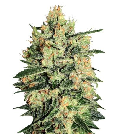 Durga Mata II CBD fem (Paradise Seeds) семена конопли