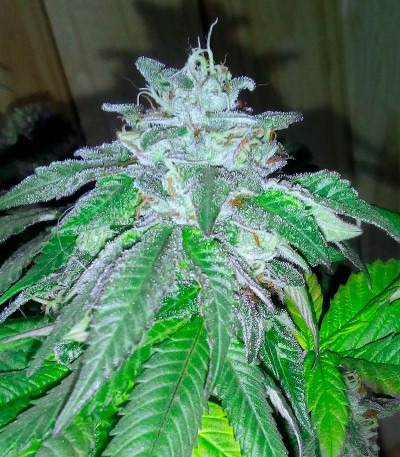 Golosa Early Version fem (Delicious Seeds) семена конопли