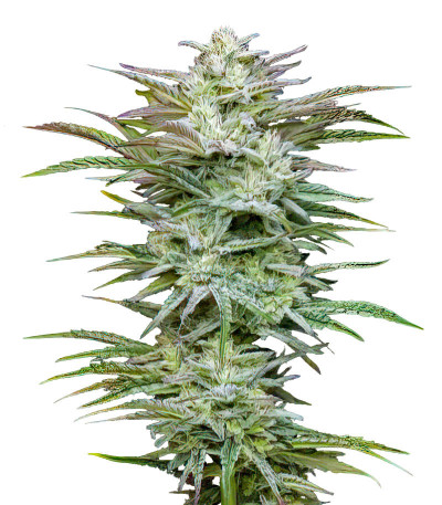 Jelly Donutz Auto fem (Humboldt Seed Company) семена конопли
