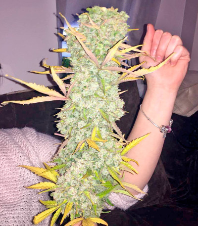 Moby Dick XXL Autoflowering fem семена конопли