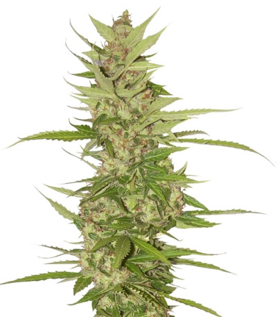 Northern Light X Big Bud fem (World of Seeds) семена конопли