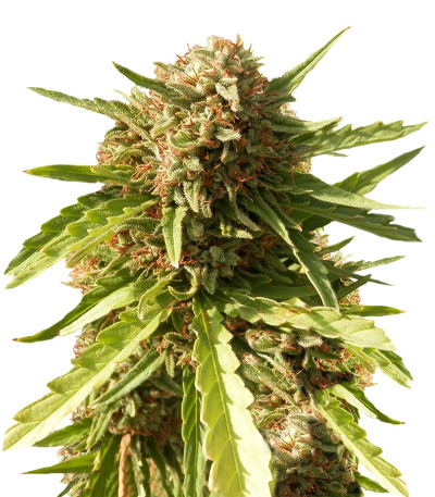 Купить семена конопли Red Cherry Berry шишки