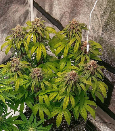 Red Purps fem (Female Seeds) семена конопли