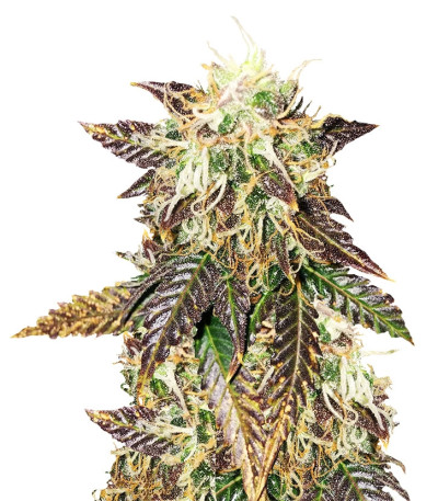 Rhino Ryder Auto fem (FastBuds) семена конопли