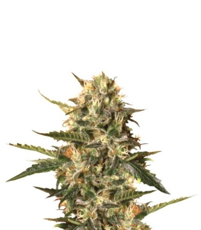 Mother Gorilla (Royal Madre) fem (Royal Queen Seeds) семена конопли