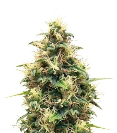 Somango XL fem (Royal Queen Seeds) семена конопли