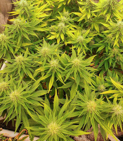 Sour Strawberry fem (Barney's Farm) семена конопли