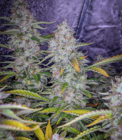 Tutankhamon fem (Pyramid Seeds) семена конопли