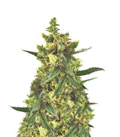 Violator Kush fem (Barney's Farm) семена конопли