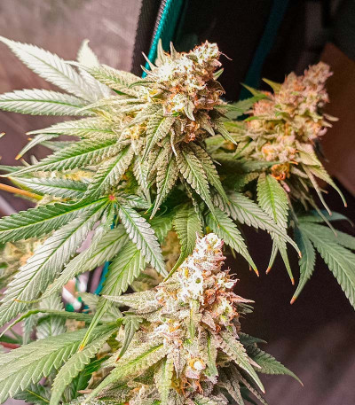 Fullgas fem (Green House Seeds) семена конопли