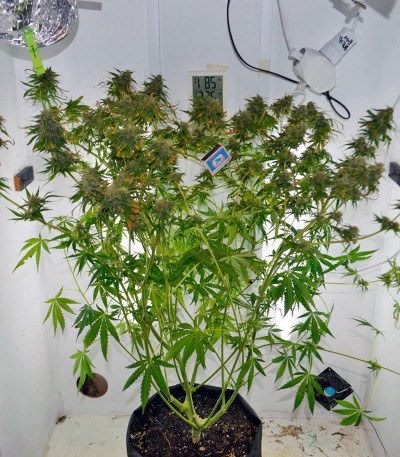 Ganesh Spirit fem (Sweet Seeds) семена конопли