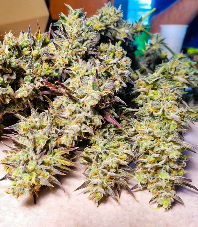 HulkBerry Automatic fem (RQS) семена конопли