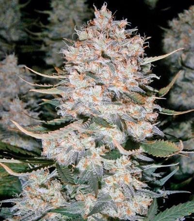 Killer Kush Auto fem (Sweet Seeds) семена конопли