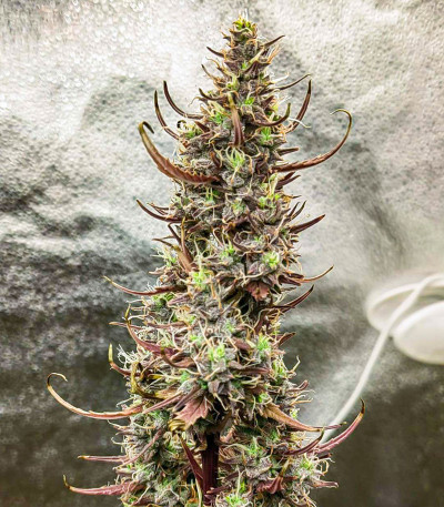 HulkBerry Automatic fem (RQS) семена конопли