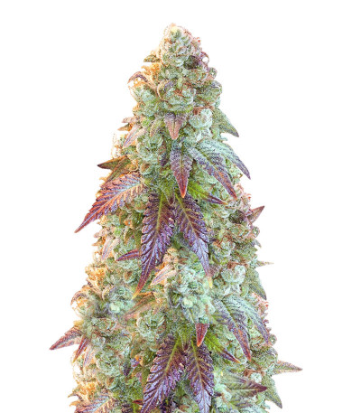 Auto Blueberry Banana fem (Anesia Seeds) семена конопли